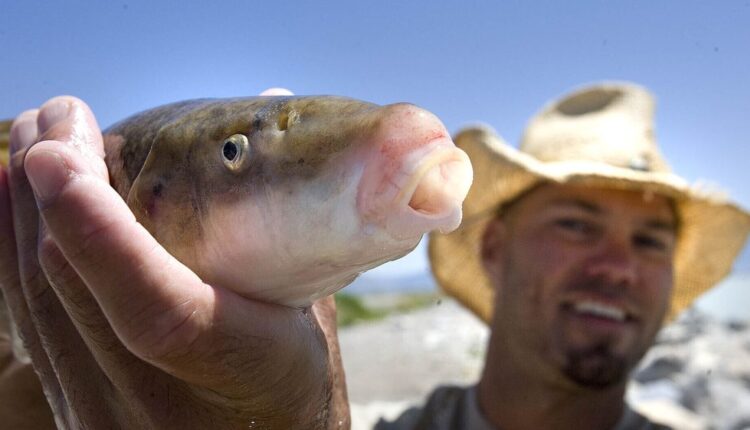 Once-endangered June sucker downgraded to ‘threatened’ status amid $50 million Provo River Delta Restoration