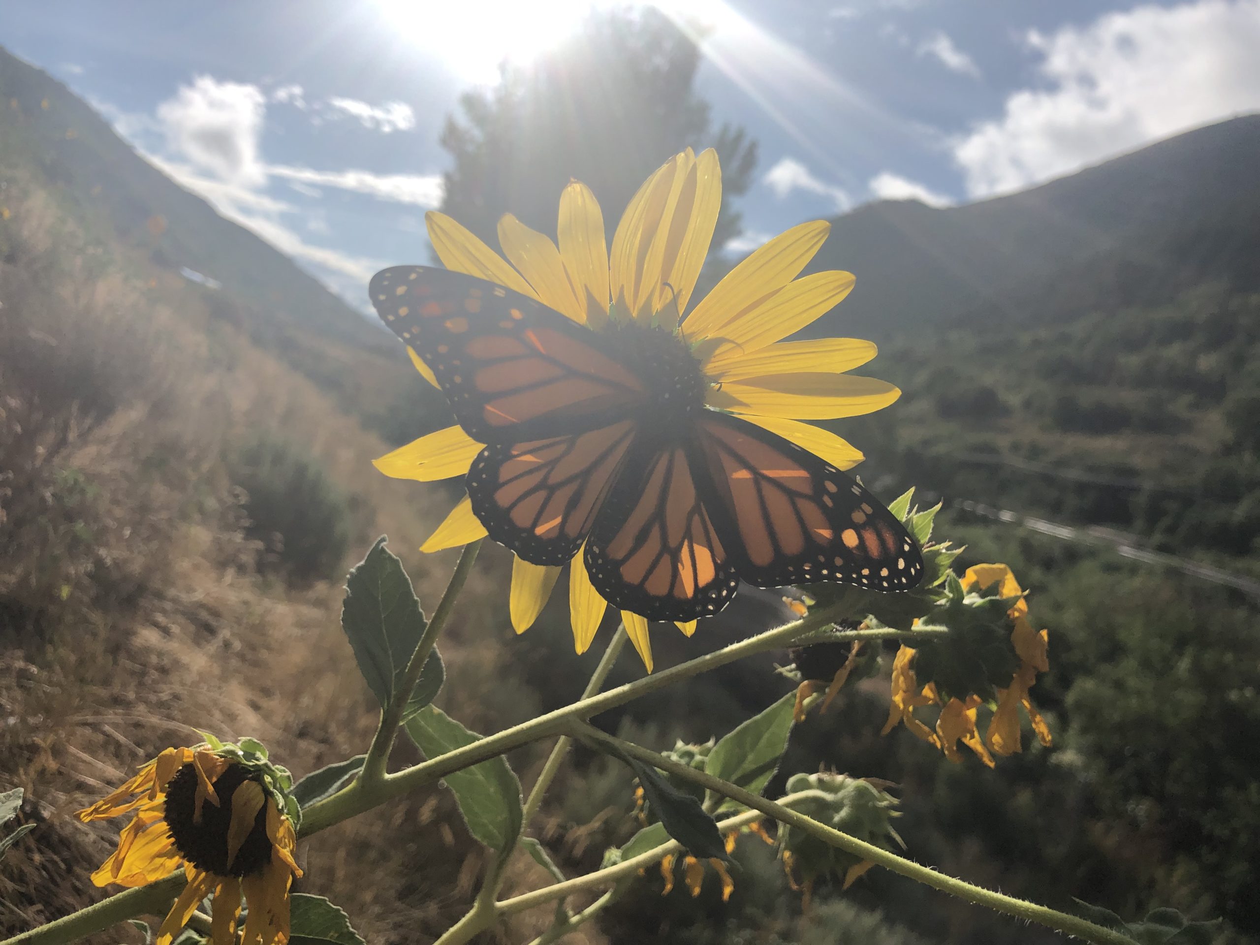 Monarch Butterfly Tracking Event On August 14th At Dinosaur National 