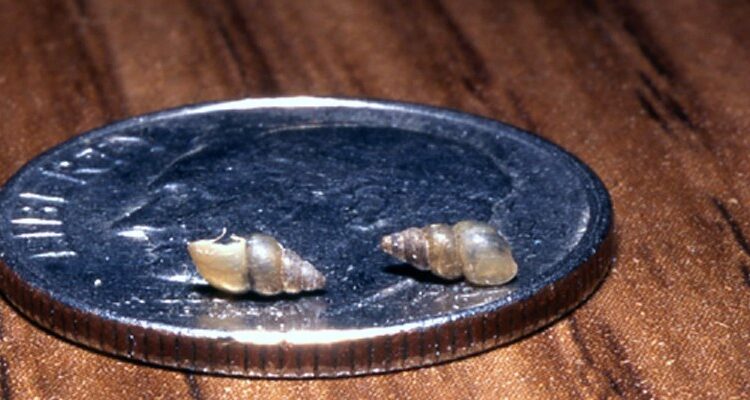 2 invasive water species found in the Flaming Gorge Reservoir

