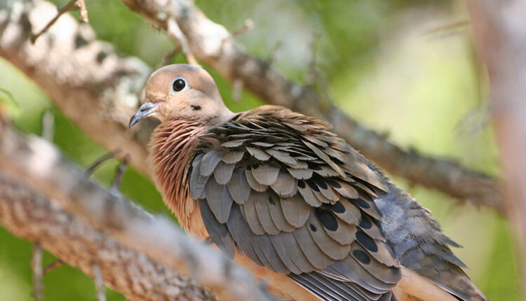 Mourning dove