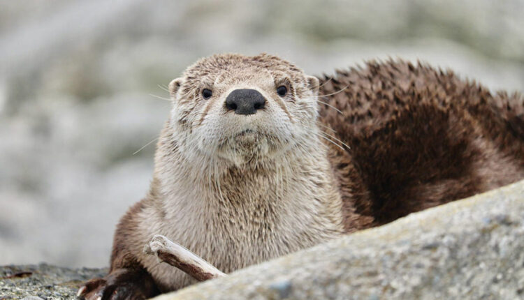 Wrestling river otters attract a crowd at Ogden Point - Saanich News

