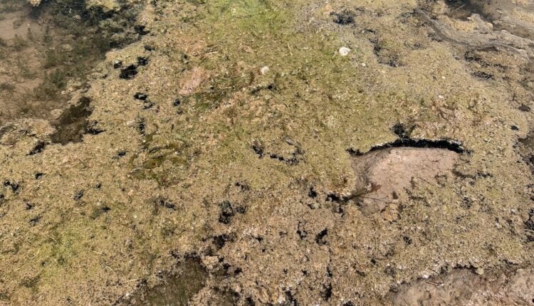 Researchers look for clues as toxic blooms plague Wyo waters