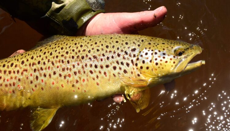 Brown trout caught in a Western stream.