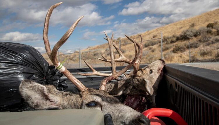 Hunting in these areas? Utah DWR wants to test your deer for disease