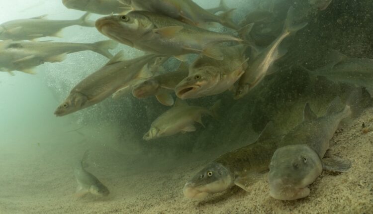 Dieser seltsame Fisch aus dem Colorado River steht vor einer ungewissen Zukunft
