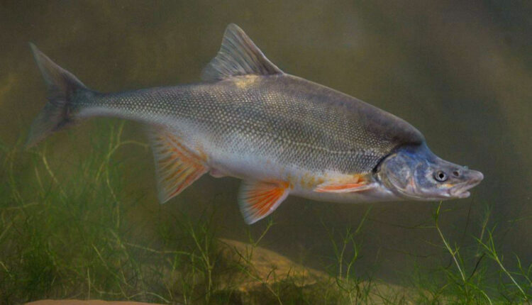   Lake Powell Chronicle |  The Colorado River's humpback whale chub has been downgraded from Endangered to Endangered

