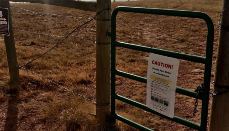 As toxic algae blooms become more common, the state starts monitoring program
