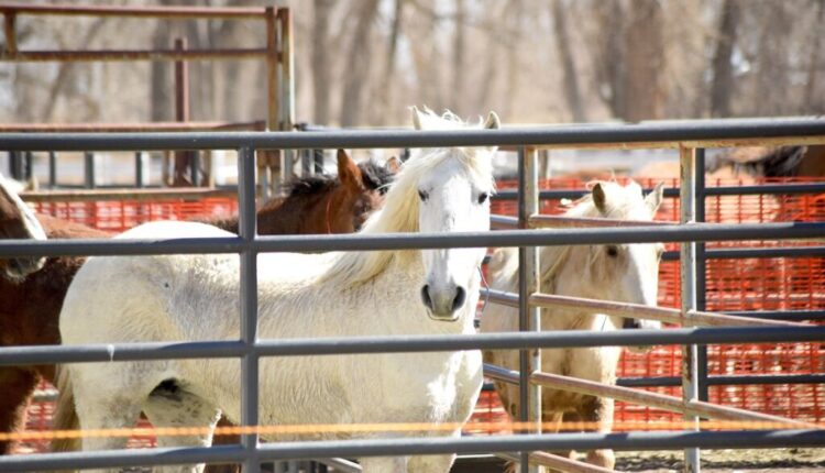 67 wild horses dead from 'unknown illness' at Colorado holding facility

