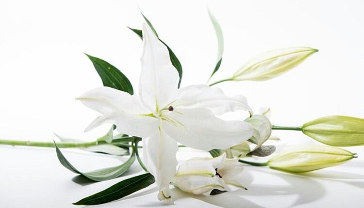 Gayle D. Hagen, 78, Sauk Rapids
