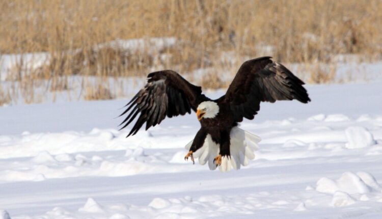 Here's where you can see bald eagles in Utah this winter
