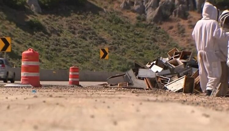 Millions Of Bees Released On I-80 In Utah After Semitrailer Crash
