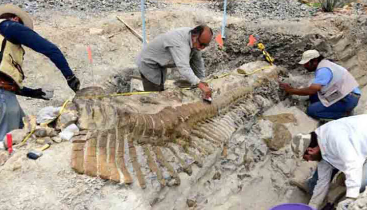 “Family Fun Friday - Fabulous Fossils” at County Museum
