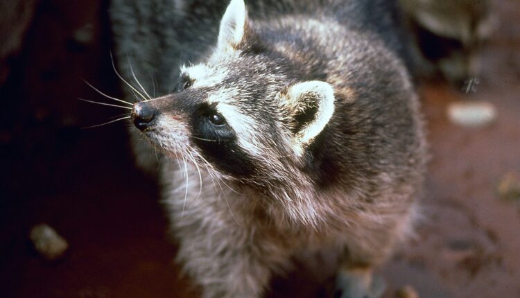 Raccoon...