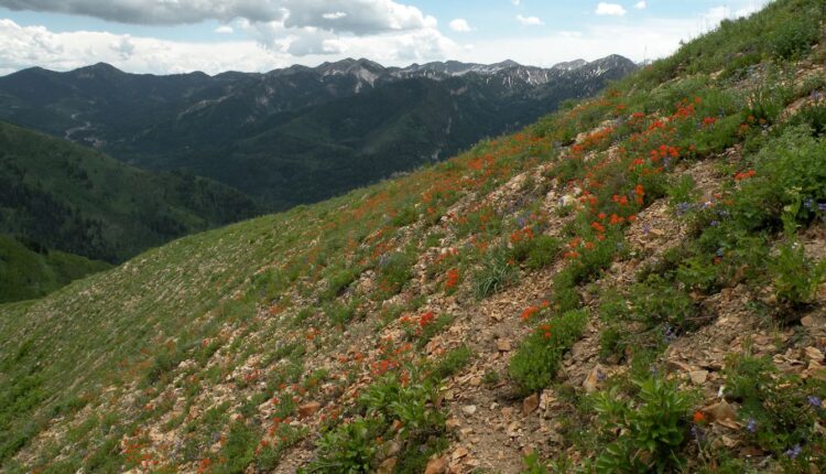 Three Salt Lake wildflower hikes — with parking