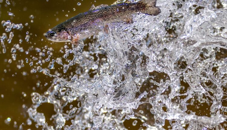 Here’s how extreme drought has changed fishing in Utah