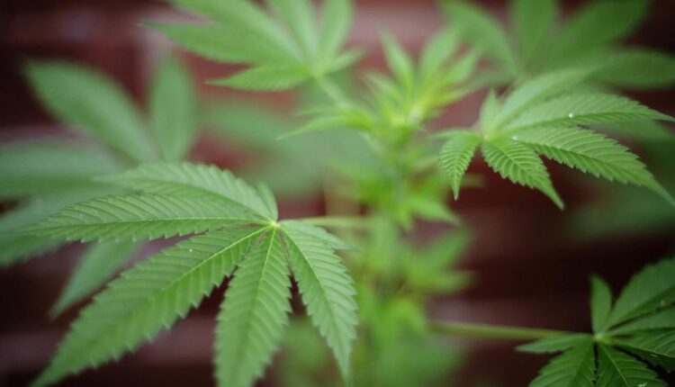 Woman found with over 100 pounds of marijuana on I-15 in Washington County, Utah