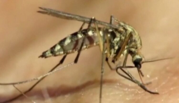 Mosquito-2-e1625173146830.jpg