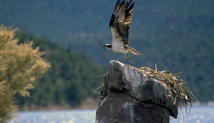 Osprey bird, with wings spread, taking off from a rocky perch at Flaming Gorge Reservoir
