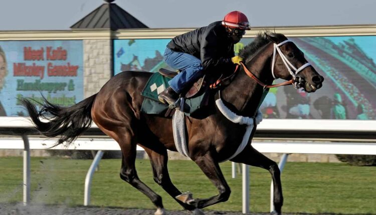 racehorse galloping 