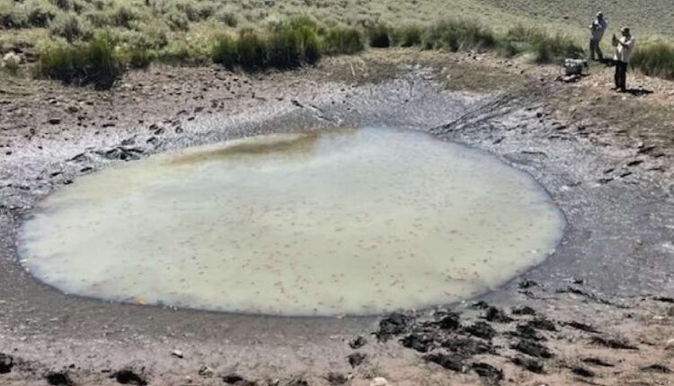 A photo of a pond at the Mail Draw Wildlife Management Area in Daggett County. Utah wildlife biologists found hundreds of goldfish in the pond on Aug. 29.