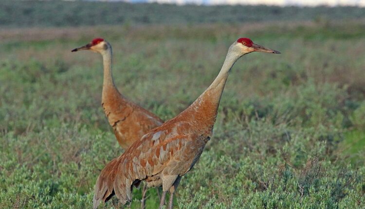DWR offers free viewing events to see famous Sandhill Cranes in the wild
