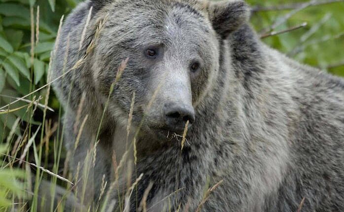Bear_r1200x630.jpg