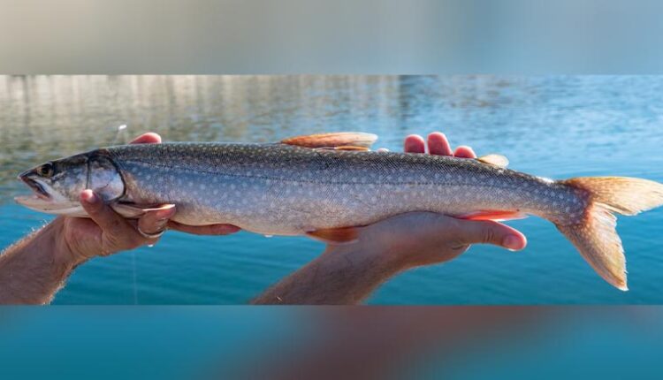 Tagging efforts begin in Flaming Gorge to track lake trout population
