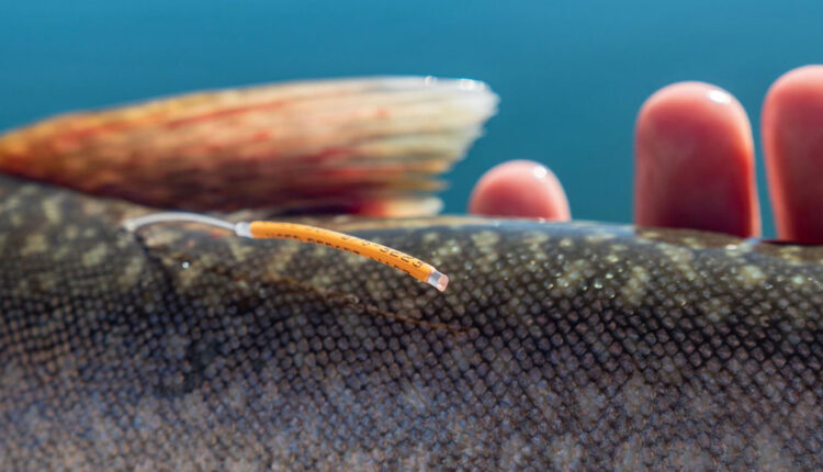 102222-fishtag.jpg