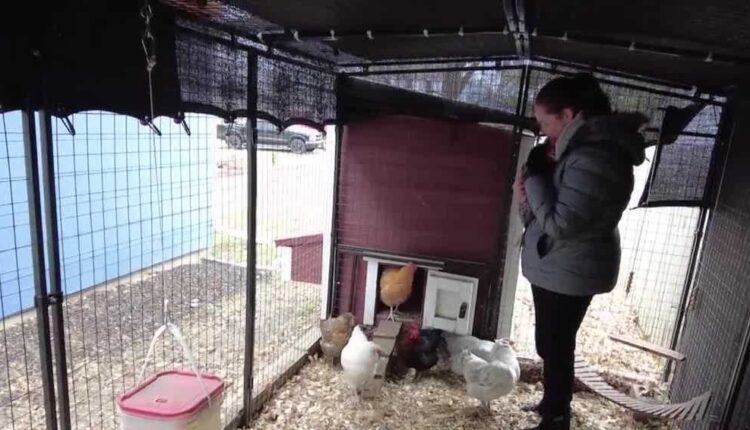 Residents in this Iowa town asked to get rid of their chickens
