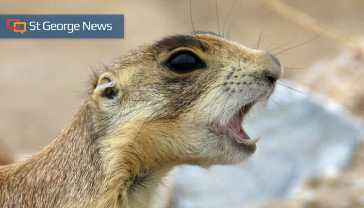 DWR recommends delisting Utah prairie dog as endangered species, changes to bear hunting – St George News