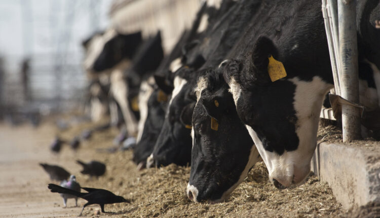 Dairy cows eat at a feeding station in a long line. The food is on the floor, and different types of birds can be seen pecking at the food near the cows mouths.